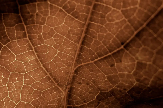 Brown leave representing nervs in the body